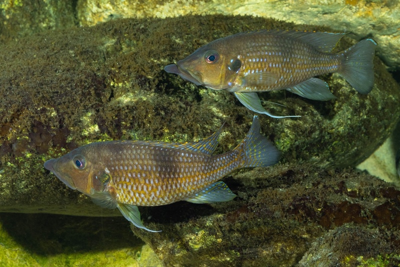 Gnathochromis permaxillaris 'Chituta Bay'